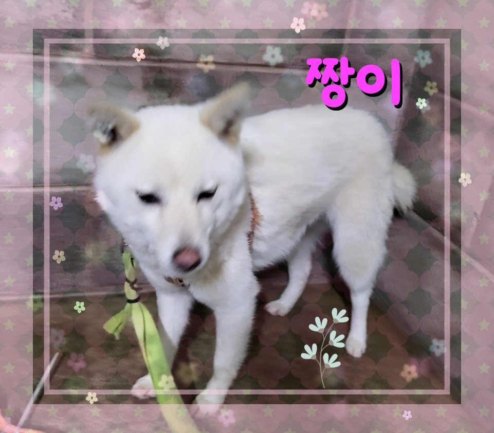 군산유기동물보호센터_445467202300564
